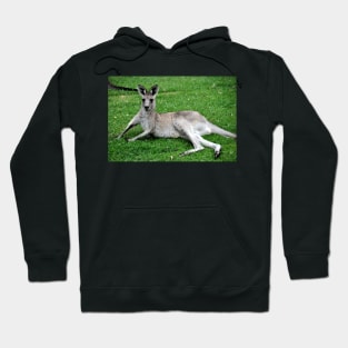 Australie - Newcastle, Kangourou Hoodie